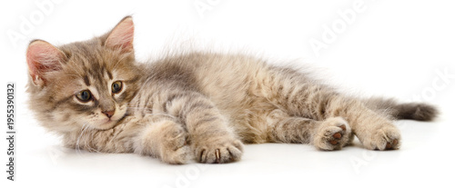 Cute small grey kitten lying and looking at camera isolated