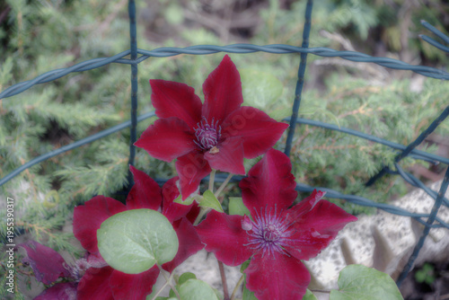Blüten