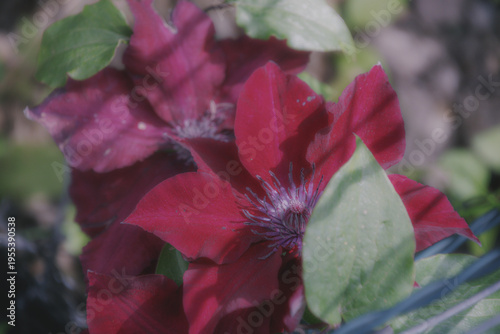 Blüten