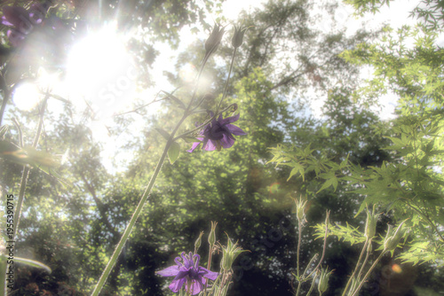 Blüten