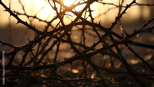 entanglement. Close-up of intertwined thorny branches on dry soil. gardening catalogs, home-decor guides, botanical posters, designed for gardening and botanical catalogs, used by chefs.