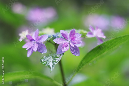 雨に濡れた紫陽花