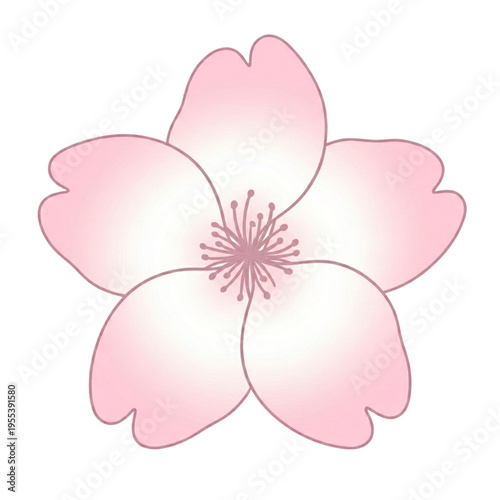  cute sakura