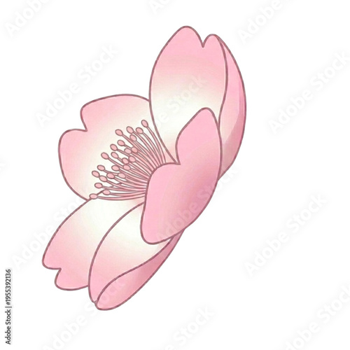 cute sakura