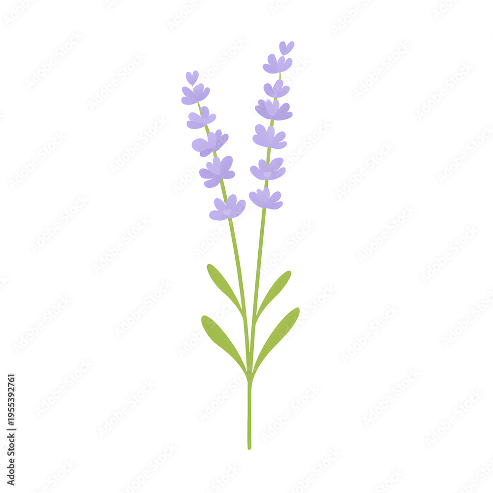 Obraz premium Lavender Flower Stem Flat Vector Botanical Illustration 