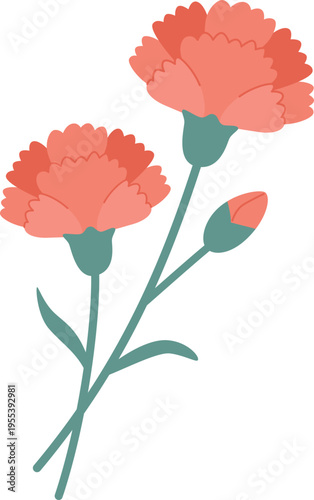 carnation