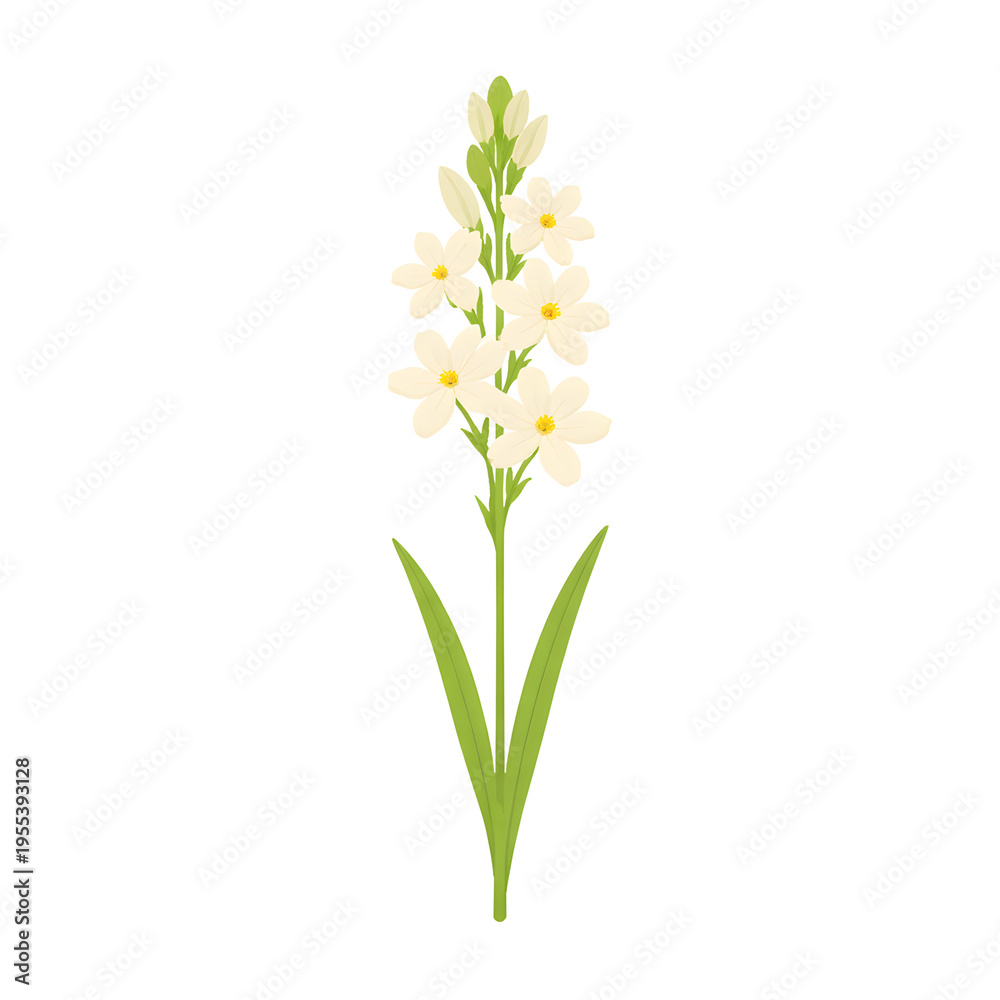 Fototapeta premium White Hyacinth Flat Vector Botanical Illustration 