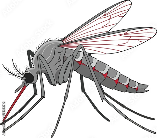 Detailed illustration of a gray mosquito with a red proboscis and abdominal markings