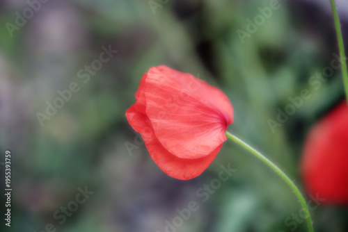 Blüten