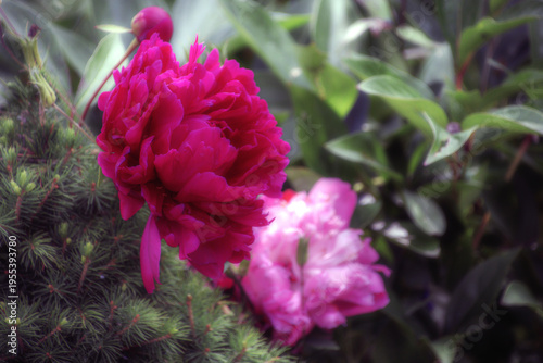Blüten