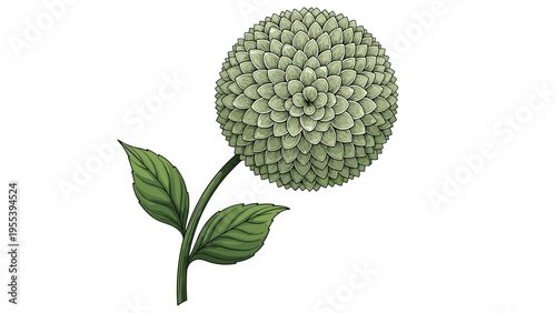 Single green dahlia flower with numerous tightly packed layers of small pointed petals and two leaves on its stem illustration.