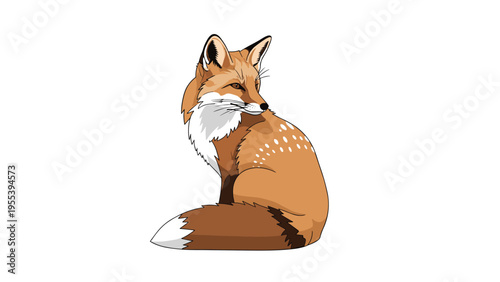 Beautiful red fox with a bushy white-tipped tail sits and looks back over its shoulder on an isolated white background.