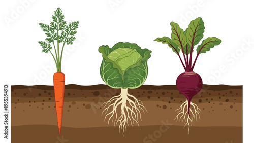 Educational illustration showing root vegetables like a carrot cabbage and beet growing underground in layers of soil.