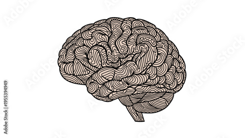 Stylized and intricate line art illustration of a human brain showing complex folds and patterns on a white background.