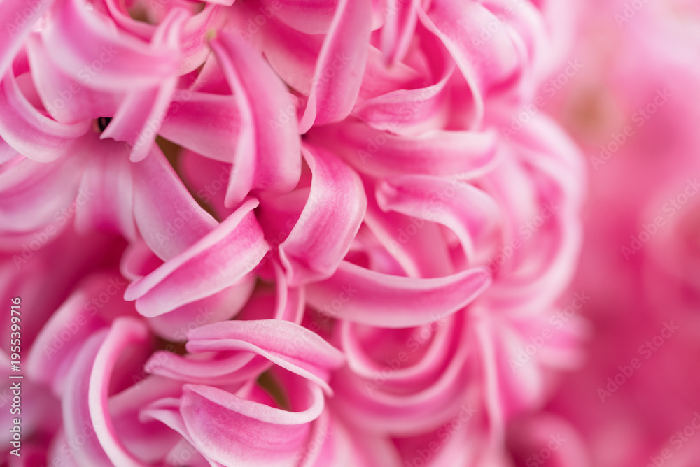 Obraz premium 8 March greeting card. mother's day, International Women's Day congratulate Holiday background celebration concept. Pink hyacinth bouquet