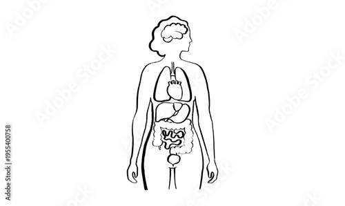 Internal Organs Sketch