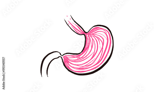 Stomach anatomy sketch