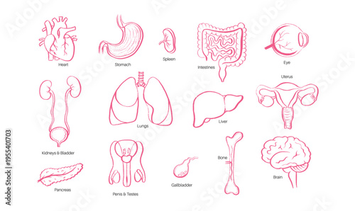 Internal Organs Sketch