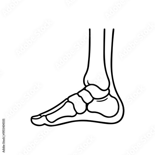 anatomical ankle line icon, outline vector image
Vector line icon on a white background
Health, anatomy
