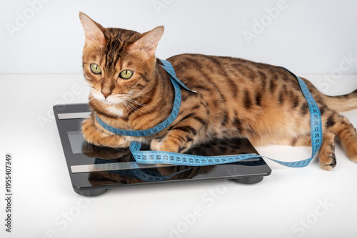 Bengal cat lying on scale with measuring tape