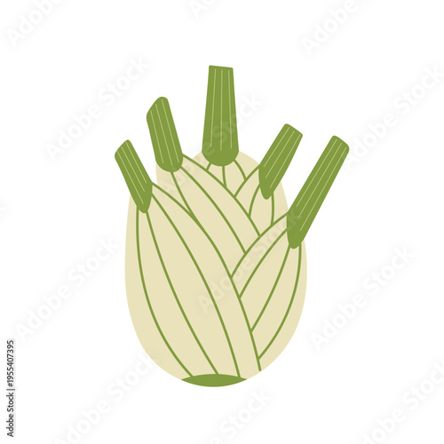 Fennel bulb. Vector flat illustration on isolated background. 
Fresh root icon in minimalist style. Healthy organic vegetable.
Botanical drawing of Florence fennel. Aromatic plant, dill