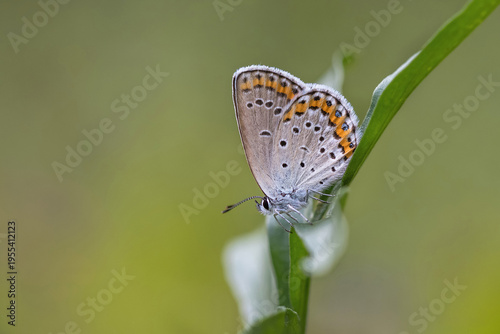 Rare butterfly Reverdin's blue, Plebejus argyrognomon.