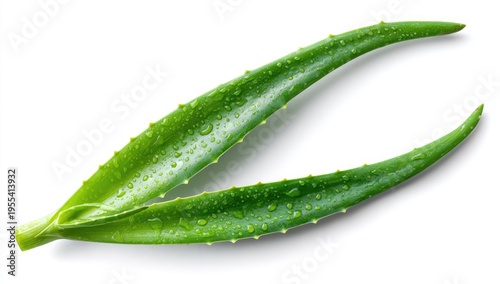 Two fresh aloe vera leaves with water droplets on a white background.