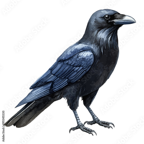 Common Raven, vibrant watercolor vector, isolated on a white background, high quality and detailed design.