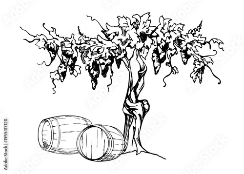 Old grapevine with tendril shoots, leafy canopy, grape bunches for harvesting, twisted trunk and roots, wooden barrels on ground. Spirits storage or aging. Isolated hand drawn ink vector illustration