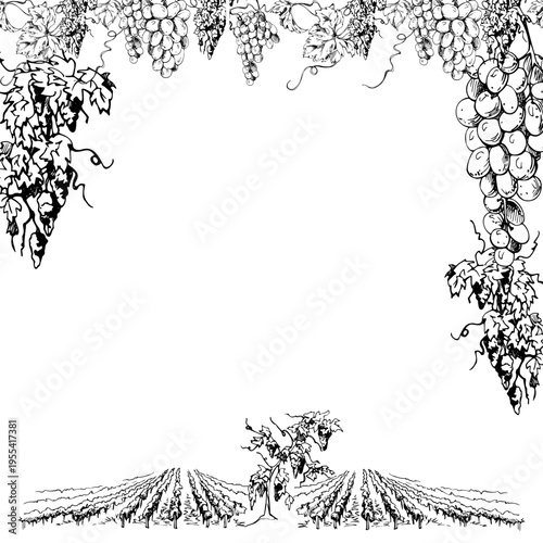 Rustic vineyard border frame with rhythmic vine row elements, overhanging grape clusters, leafy wines with tendril curls. Isolated vector illustration in ink style. Labels, menus, promotional design.