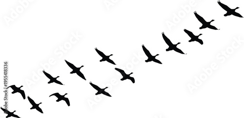 Silhouette of a flock of wild geese flying in V formation against a white background, perfect for minimalist vector designs, nature-themed illustrations and clean graphics.
