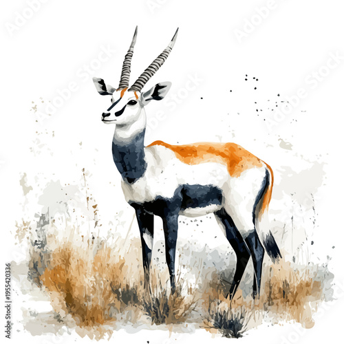 Antelope, detailed watercolor painting, isolated on a white background.