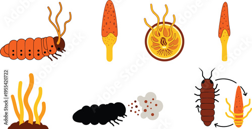 Cordyceps fungus lifecycle illustration set with infected insect spores growth stages and parasitic fungi biology elements collection