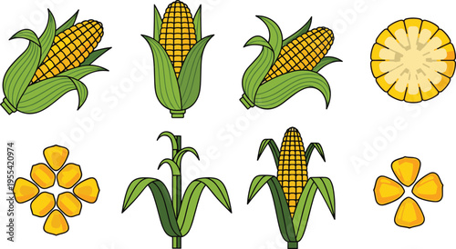 Corn maize vegetable illustration set with whole cob sliced kernels plant growth stages and agricultural food elements collection