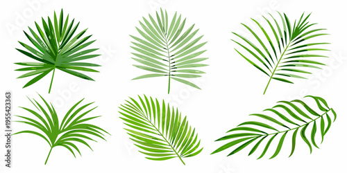 Collection of vibrant green tropical palm leaves on a white background