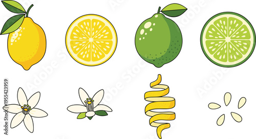 Lemon and lime citrus illustration set with whole fruits slices peel flowers and seeds fresh organic collection