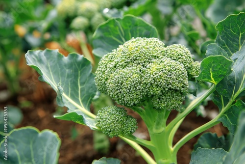 Fresh broccoli growing in a garden with vibrant green leaves.