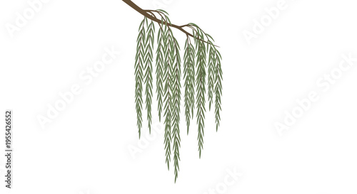 Willow Branch with Leaves.