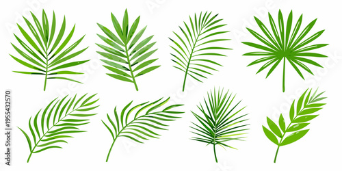 Collection of vibrant green tropical palm leaves on a white background