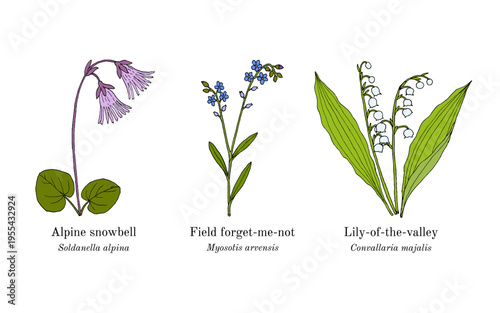 Collection of edible and medicinal plants. Hand drawn botanical vector illustration
