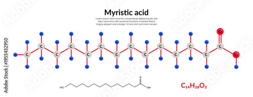 Myristic (tetradecanoic) acid molecular structure formula, ball-and-stick model, suitable for education or chemistry science content. Vector illustration