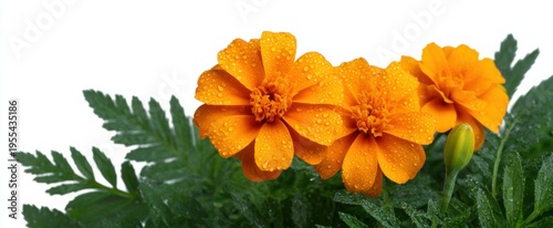 Wallpaper Mural Bright yellow daffodils with dew on a dark background symbolize friendship and renewal. Torontodigital.ca