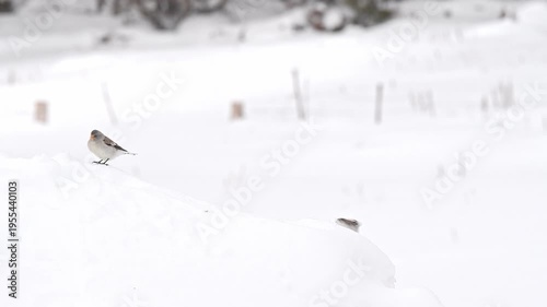 Flock of white-winged snowfinch on snow (Montifringilla nivalis)