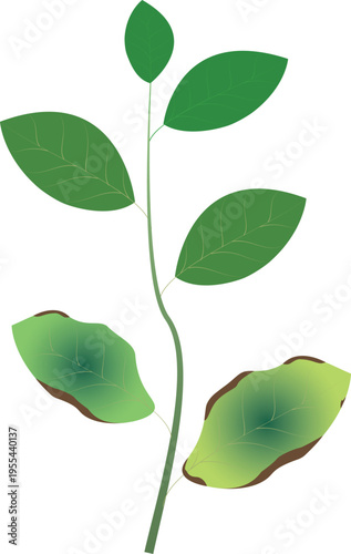 Vector illustration of potassium deficiency symptoms in plants showing yellowing leaves and poor growth.