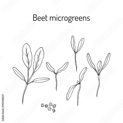 Beet microgreen, fresh sprouts and young leaves for healthy food. Hand drawn vector illustration