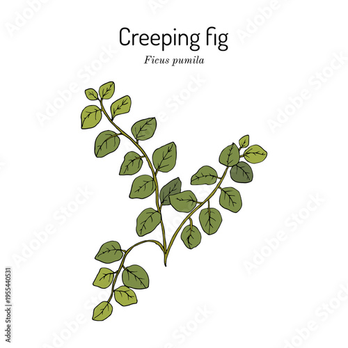 Creeping or climbing fig (Ficus pumila), ornamental and edible plant. Hand drawn botanical vector illustration