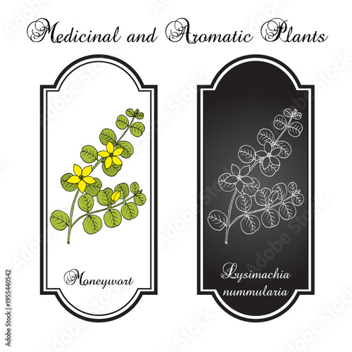 Moneywort, or creeping jenny (Lysimachia nummularia), medicinal and ornamental plant. Hand drawn botanical vector illustration