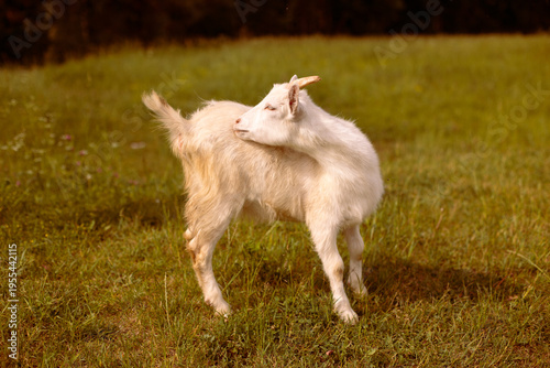 A white goat in a village in a field looking at her tail.