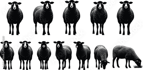 Detailed monochrome illustration of twelve black sheep arranged in rows showing uniformity and variation in group behavior