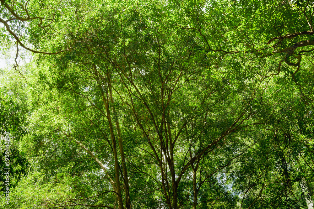 Fototapeta premium Bright green forest canopy with tall trees and sunlight in lush natural woodland